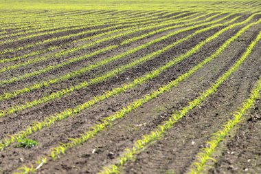 Mayıs ayının ortasında Wroclaw, Polonya yakınlarında yeni ekilmiş mısır tarlası..