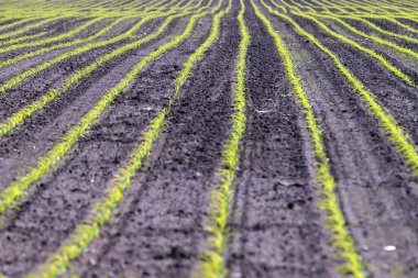 Mayıs ayının ortasında Wroclaw, Polonya yakınlarında yeni ekilmiş mısır tarlası..