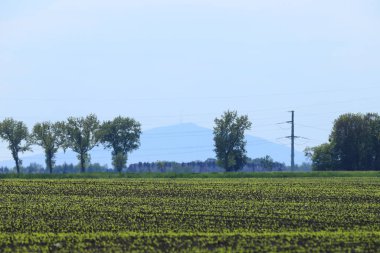 Mayıs ayının ortasında Wroclaw, Polonya yakınlarında yeni ekilmiş mısır tarlası..
