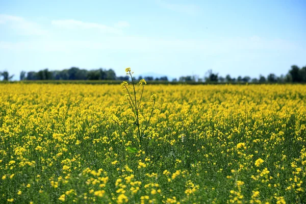 Champ Colza Fleurs Par Une Journée Ensoleillée Milieu Mois Mai — Photo