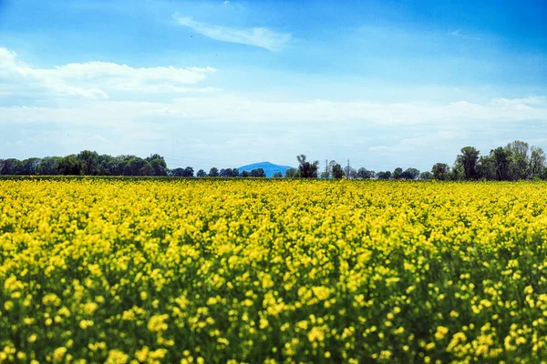 Blooming Rapeseed Field Sunny Day Middle May Wroclaw Poland Spring — Stock Photo, Image