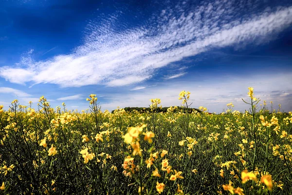 5月中旬の晴れた日に菜の花 — ストック写真