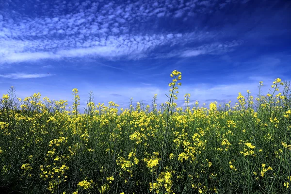 Blühendes Rapsfeld Einem Sonnigen Tag Mitte Mai Der Nähe Von — Stockfoto