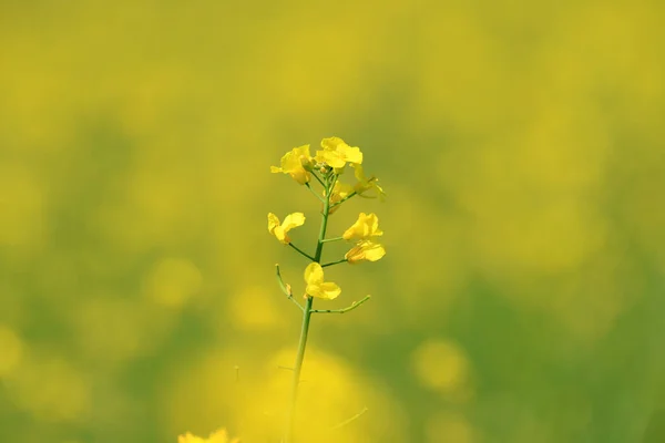 Kvetoucí Řepka Slunečný Den Uprostřed Května — Stock fotografie