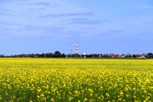 在一个阳光明媚的日子里 在波兰弗罗茨瓦夫附近开花结果的菜籽田 — 图库照片