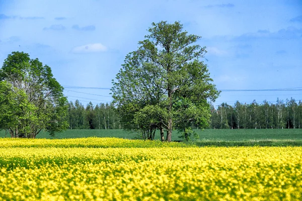 Champ Colza Fleurs Par Une Journée Ensoleillée Milieu Mois Mai — Photo