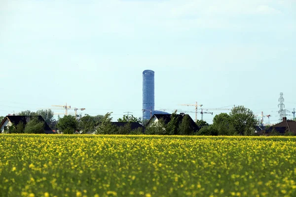 Kwitnące Pole Rzepaku Słoneczny Dzień Połowie Maja Pod Wrocławiem Wiosenny — Zdjęcie stockowe