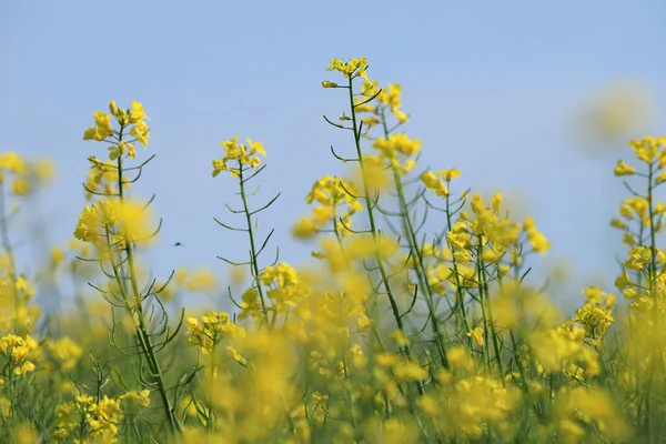 Colza Flor Día Soleado Mediados Mayo —  Fotos de Stock