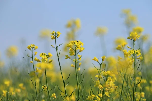 Kvetoucí Řepka Slunečný Den Uprostřed Května — Stock fotografie