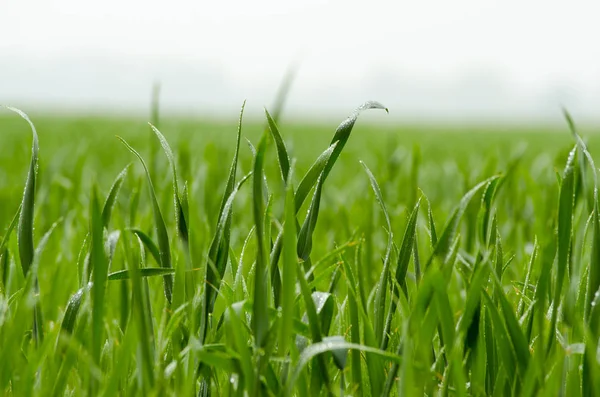 Зеленые ростки пшеницы на поле — стоковое фото