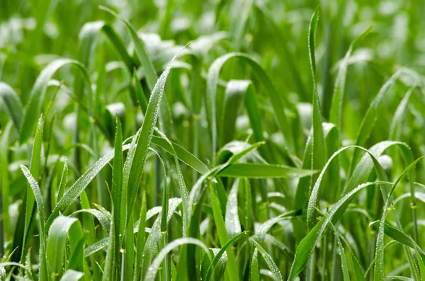 Groene spruiten van tarwe op het veld — Stockfoto