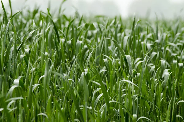 Groene spruiten van tarwe op het veld — Stockfoto