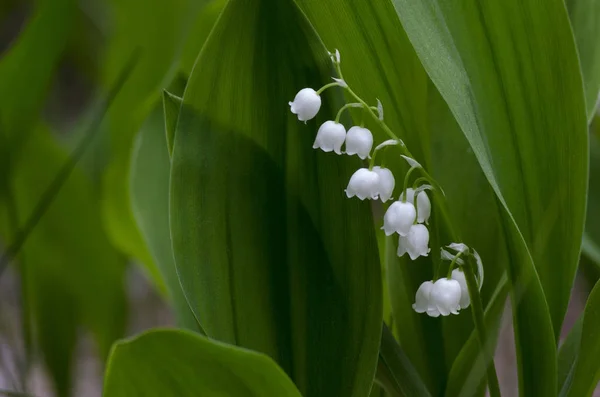 Белая лилия конвалларии — стоковое фото