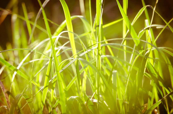 Natuurlijke abstracte zachte groene zonnige achtergrond met gras — Stockfoto