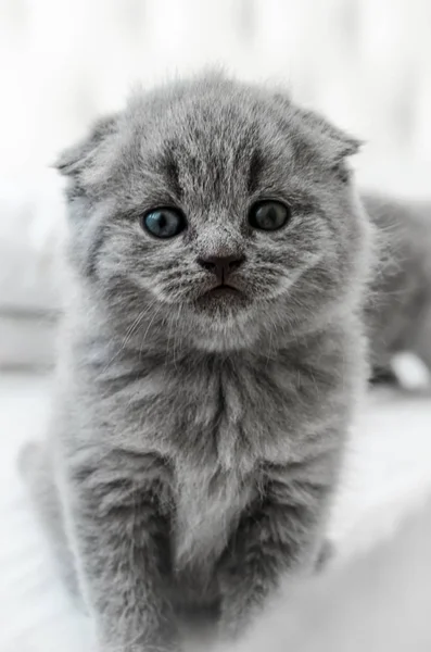 小英国小猫 — 图库照片
