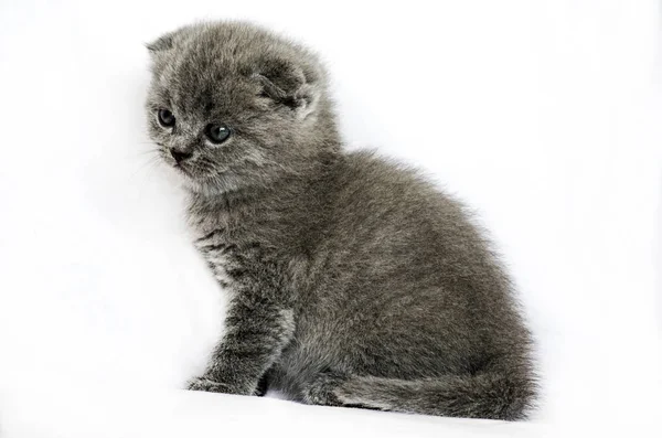 Petit chaton britannique sur fond blanc . — Photo