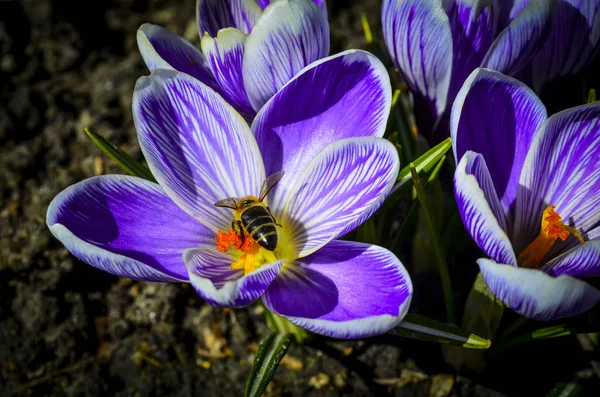 Arı üzerinde bir menekşe bahar çiçek — Stok fotoğraf