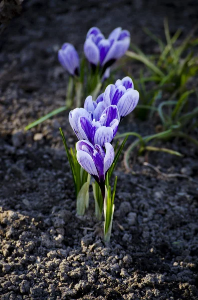 Kwiat Crocus violet wiosna. Kwitnące fioletowe krokusy na wiosnę wczesnego. — Zdjęcie stockowe