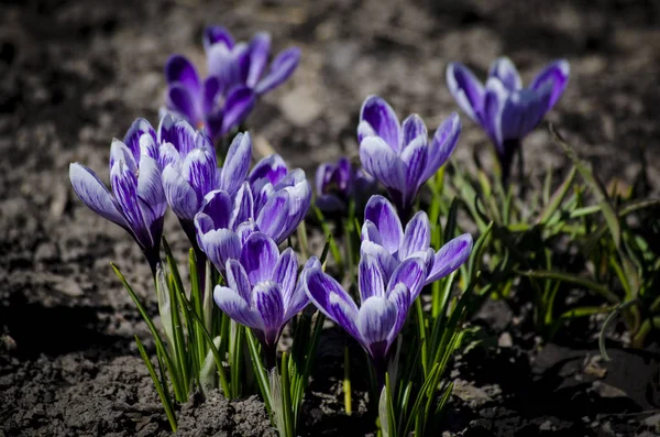 Kwiat Crocus violet wiosna. Kwitnące fioletowe krokusy na wiosnę wczesnego. — Zdjęcie stockowe