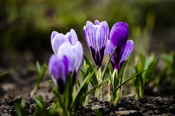 Kwiat Crocus violet wiosna. Kwitnące fioletowe krokusy na wiosnę wczesnego. — Zdjęcie stockowe