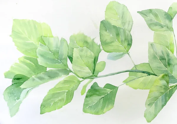 Watercolor painting, watercolor painting, green leaf