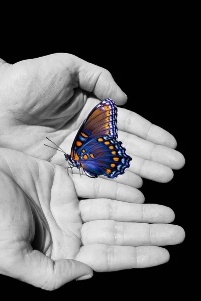Natural background with butterfly and human hands isolated in black background