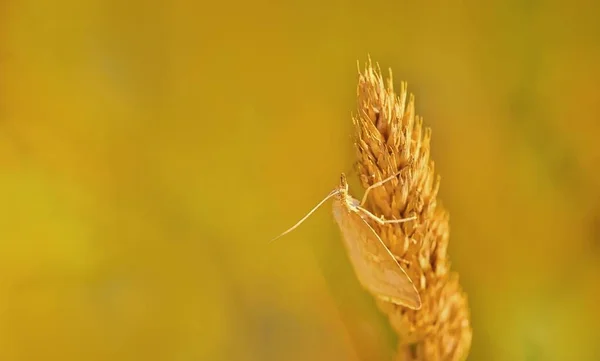 Makro yakın çekim yaz çayır, çimen güve