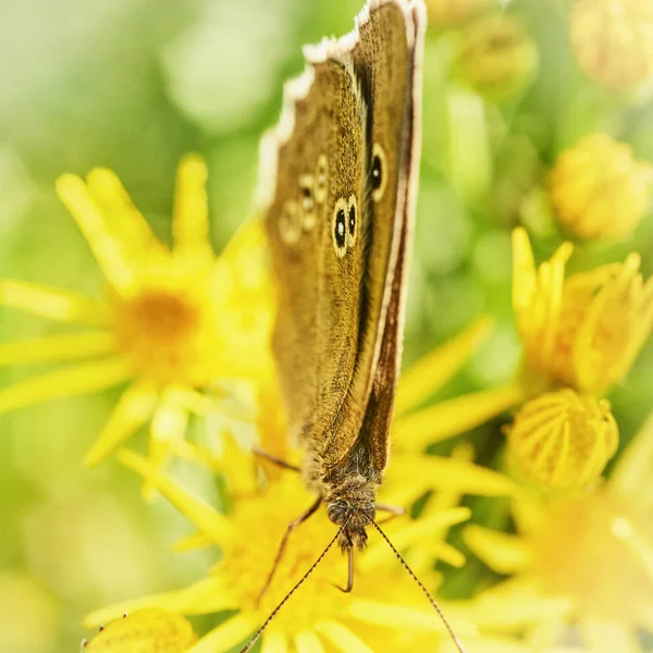 Lüle kelebek içme nektar