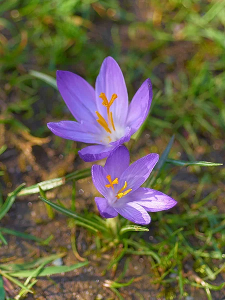 Çiğdemler (aka croci)