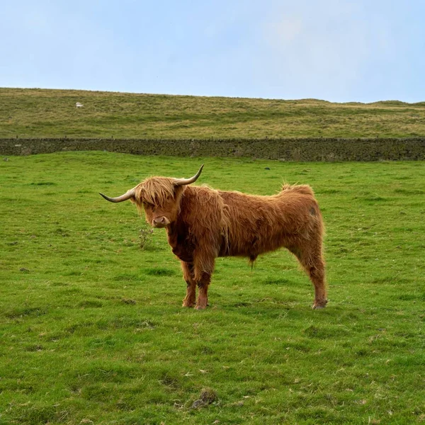 Bir alandaki yayla boğa
