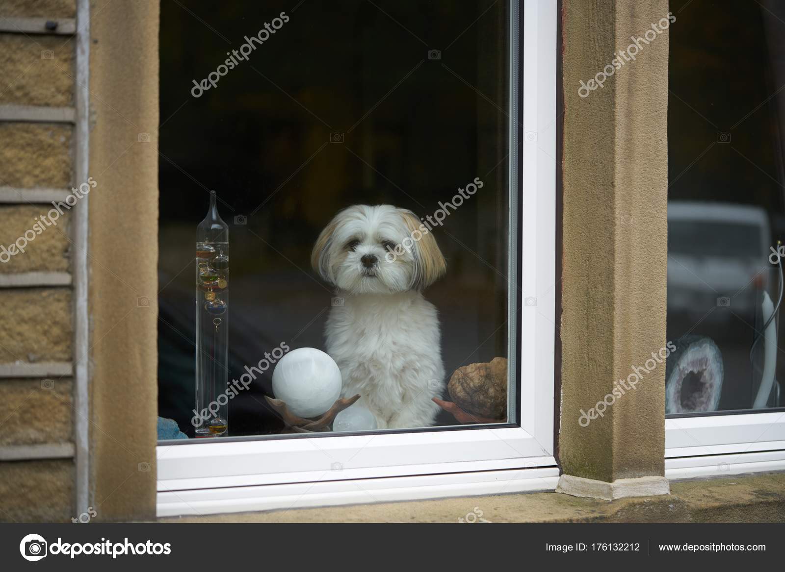 lhasa apso guard dog