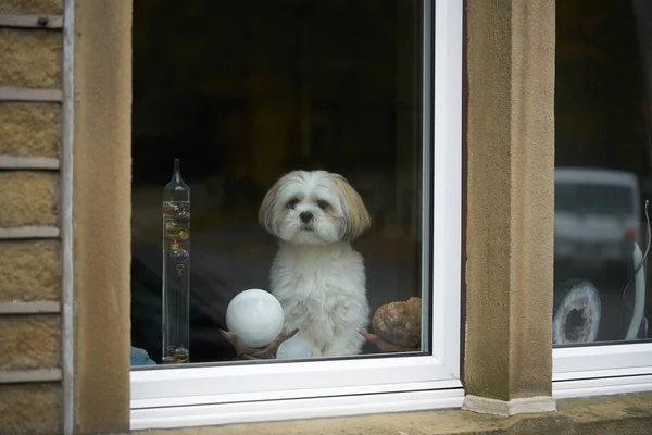 Lhasa apso dog on guard, looking out of window.