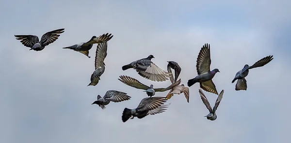Güvercin bir kit için hava almak.