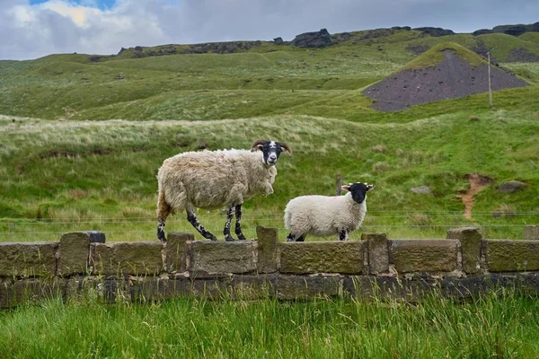 Yetişkin Koç ve kamera karşı karşıya bir kuzu, koyun bir duvar-.