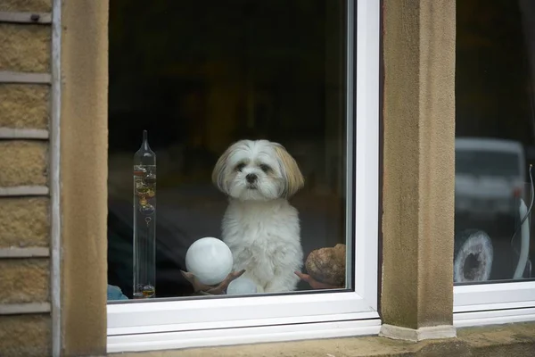 Σκυλί Apso Λάσα Επιφυλακή Κοιτάζοντας Έξω Από Παράθυρο Royalty Free Εικόνες Αρχείου
