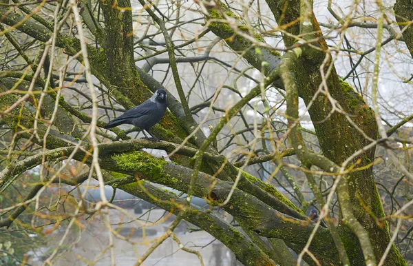 Küçük karga karga ağaçta