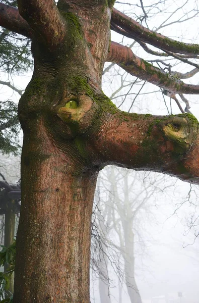 Bir ağaçta hayvan yüz