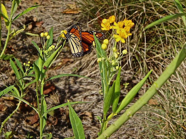 Mariposa monarca en la hoja de hierba — Foto de Stock