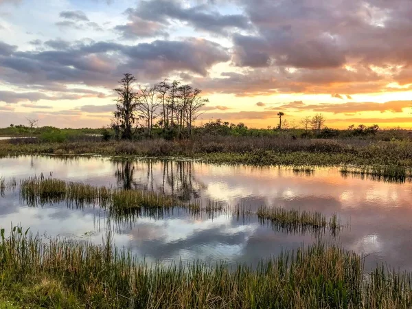 Silhouette von Zypressen und Köder bei Sonnenuntergang im Sumpf — Stockfoto