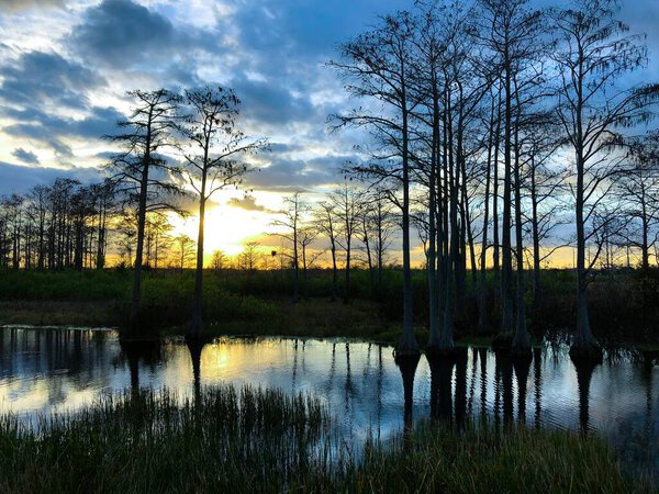 Silhouette of cypress trees and bayou during sunset in the swamp