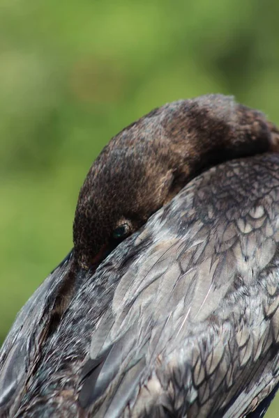Pájaro pantano con ojos turquesas posados — Foto de Stock
