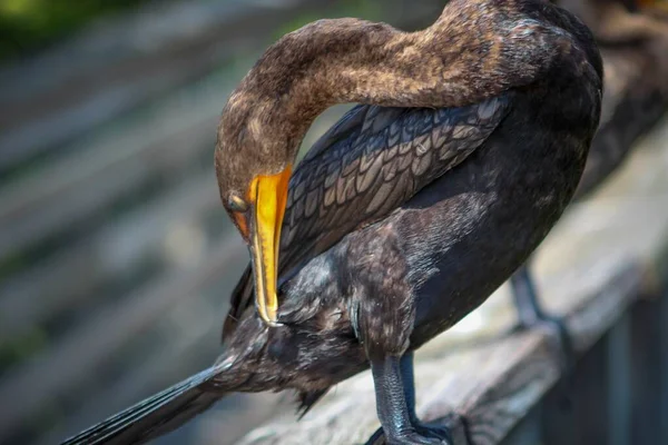 Pájaro pantano con ojos turquesas posados — Foto de Stock