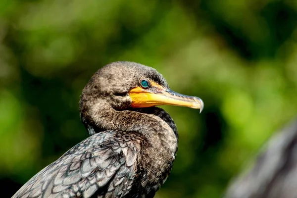 Moerasvogel met turquoise ogen neergestreken — Stockfoto