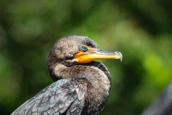 Болотная птица с бирюзовыми глазами — стоковое фото