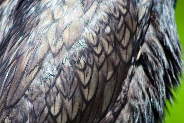 Πουλί βάλτου με τιρκουάζ μάτια σκαρφαλωμένα — Φωτογραφία Αρχείου