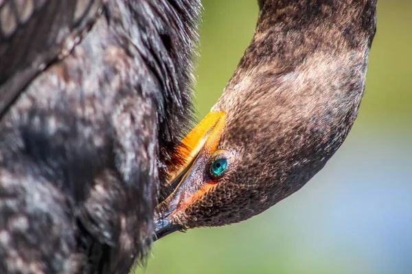 Bažinový pták s tyrkysovýma očima sedící — Stock fotografie