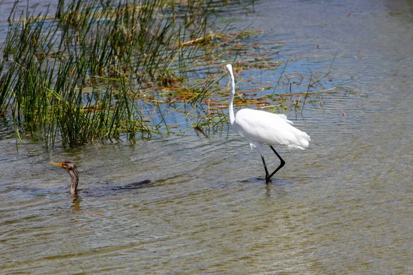 Egret och skarv simmar i träsk — Stockfoto