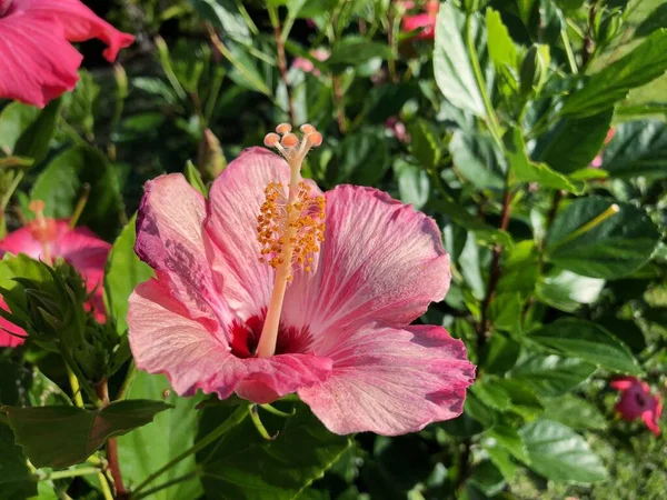 Flor rosa tropical en la selva — Foto de Stock