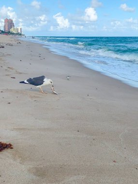 Fort Lauderdale, Florida. Kuş balık yer.