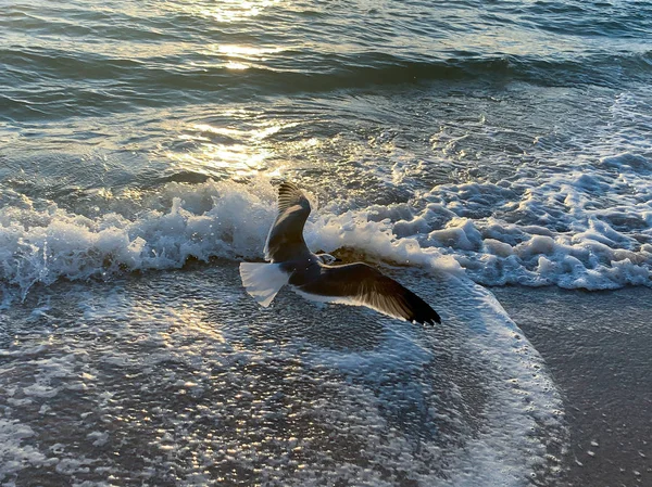 Ptak latający po plaży o wschodzie słońca — Zdjęcie stockowe